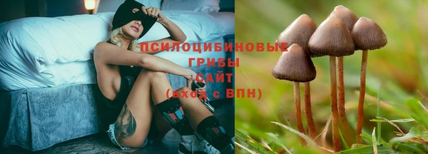 PSILOCYBIN Няндома