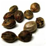 Семена марихуаны АК-47  (Seeds AK-47) в Сретенске